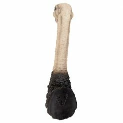Design Toscano 28 in. H Ostrich Bird Trophy Wall Sculpture -Design Toscano Sales Store design toscano outdoor wall sculptures jq10508 44 1000 1