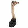 Design Toscano 28 in. H Ostrich Bird Trophy Wall Sculpture 1 Design Toscano 28 in. H Ostrich Bird Trophy Wall Sculpture -Design Toscano Sales Store design toscano outdoor wall sculptures jq10508 64 1000